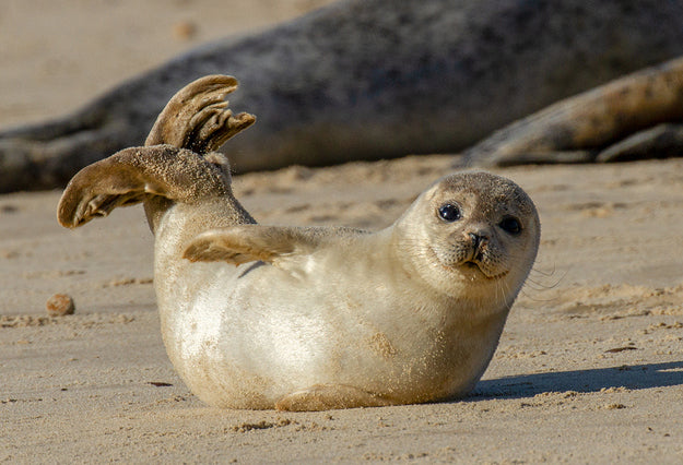 Researchers Find A USB Flash Drive In Frozen Seal Poo